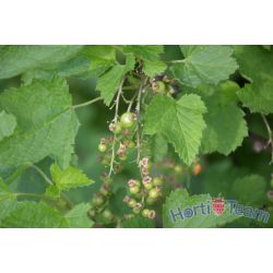 Różne zawiązanie owoców na plantacjach odmiany 'Rondom' - dsc_7776.jpg
