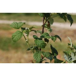 Odmiana 'Sokolica' - odmiana__sokolica_.jpg