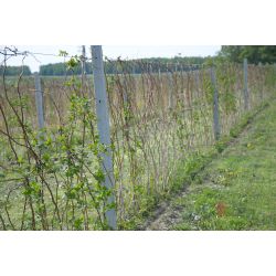 Poważne uszkodzenia pędów po zimie na plantacjach odmiany 'Glen Ample' - odmiana_glen_ample_uszkodzona_podczas_zimy.jpg