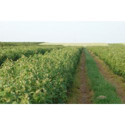 plantacja_malin.jpg