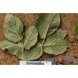 Teliospory na koniec sezonu na odmianie 'Enrosadira' - rdza_maliny_enrosadira.jpg