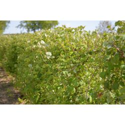 Bardzo dobra kondycja plantacji odmiany 'Willamette' - w_najlepszej_kondycji_znajduja_sie_plantacje_odmiany__willamette_.jpg
