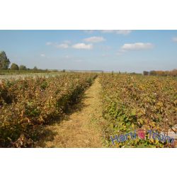 Zniszczona plantacja 'Polki' przez rdzę w 2011r. - zniszczona_plantacja_odmiaby__polka__przez_rdze_maliny_w_2011r..jpg